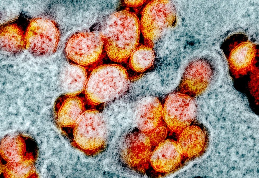 El equilibrio entre Virus, Bacterias y Hongos